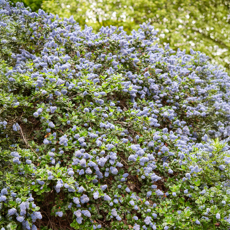 Ceanothus griseus Yankee Point - Kalifornischer Flieder Yankee Point - Ceanothus - Kalifornischer Flieder