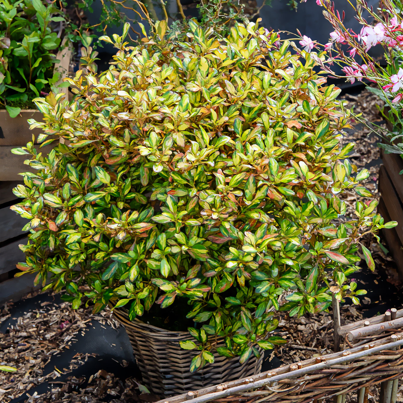 Coprosma Evening Glow - Coprosma - Immergrüne Sträucher