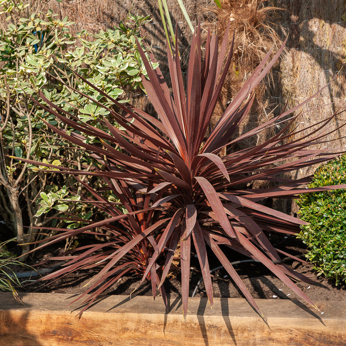 Australische Keulenlilie Burgundy Spire® - Bakker