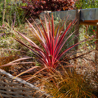 Cordyline australis Pink Passion® - Australische Keulenlilie Pink Passion® - Stauden