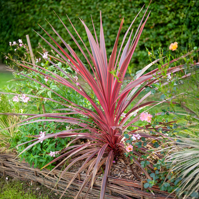 Australische Keulenlilie Pink Passion® - Cordyline australis Pink Passion® - Bakker