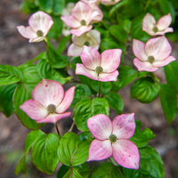 Japanischer Hartriegel Satomi - Bakker