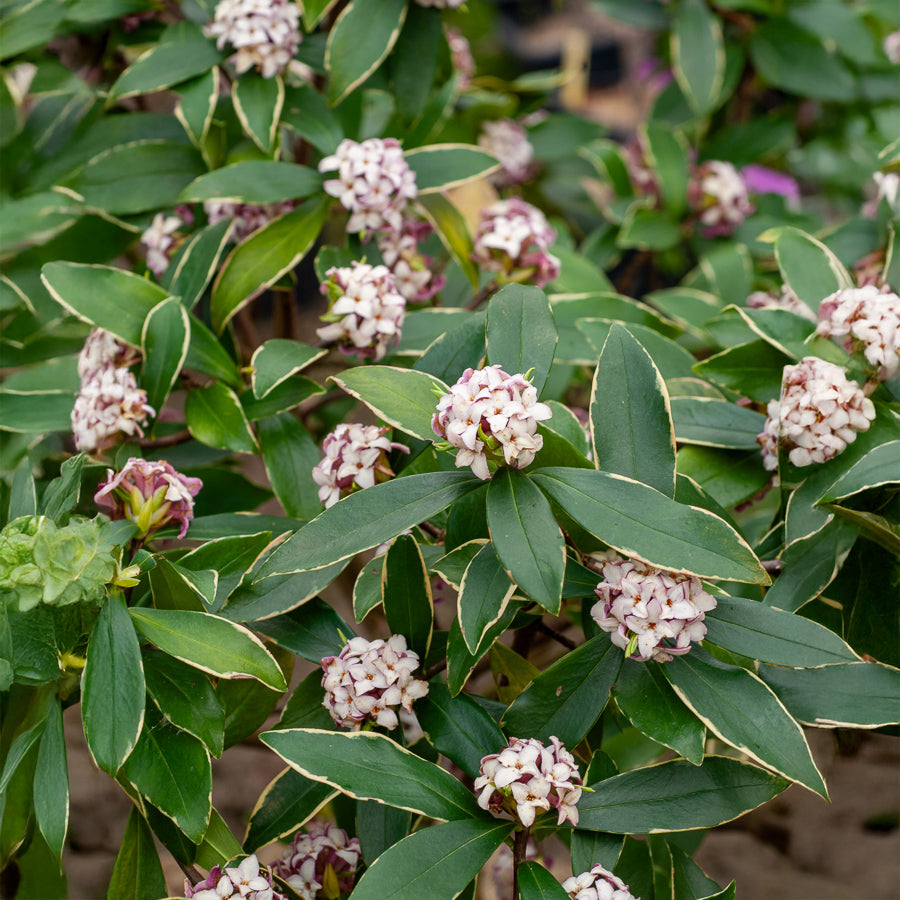 Seidelbast Aureomarginata - Daphne odora Aureomarginata - Bakker