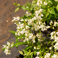 Zwerg-Deutzie Nikko - Deutzia gracilis Nikko - Bakker