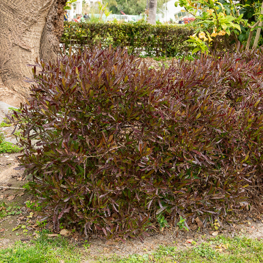 Dodonaea viscosa Purpurea - Bakker