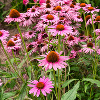 Purpur-Sonnenhut Augustkönigin - Echinacea purpurea Augustkönigin - Bakker