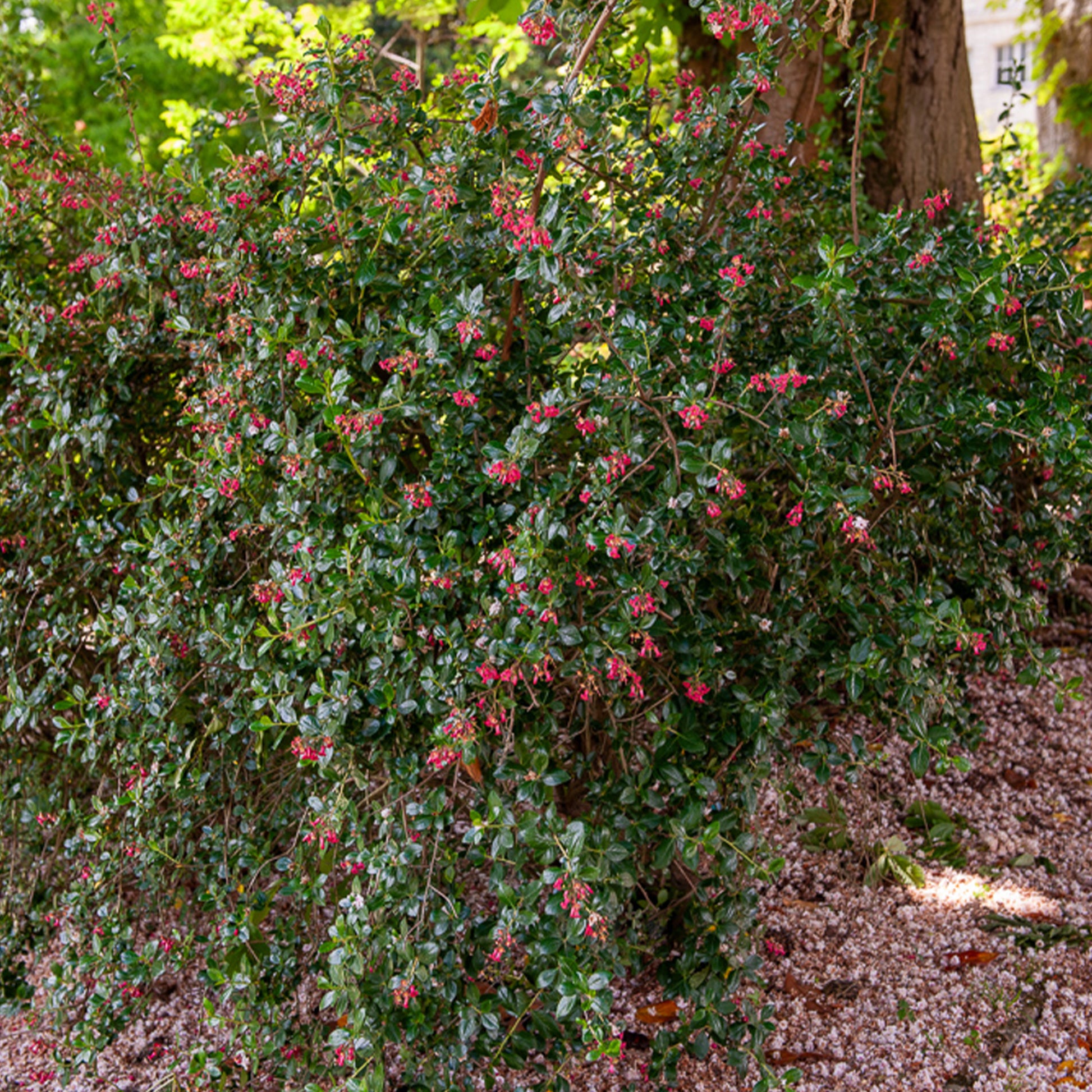 Escallonia Donard Seedling - Bakker