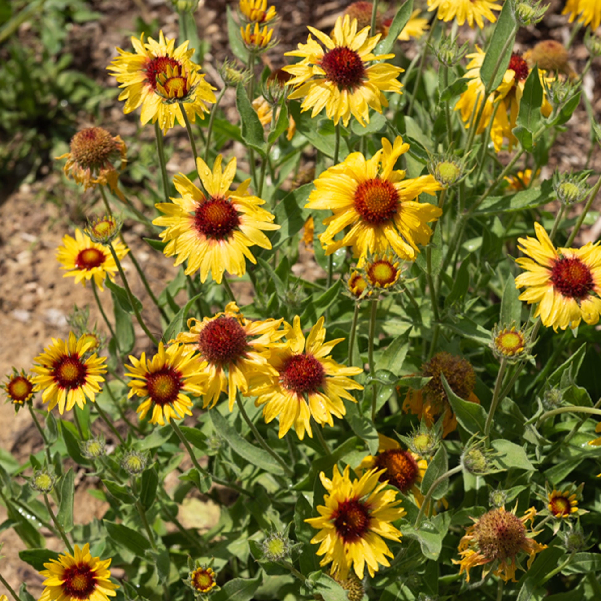 Kokardenblume - Gaillarde aristata Amber Wheels - Bakker