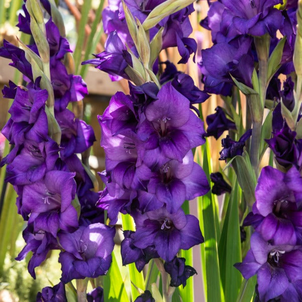 Gladiole Flora - Bakker