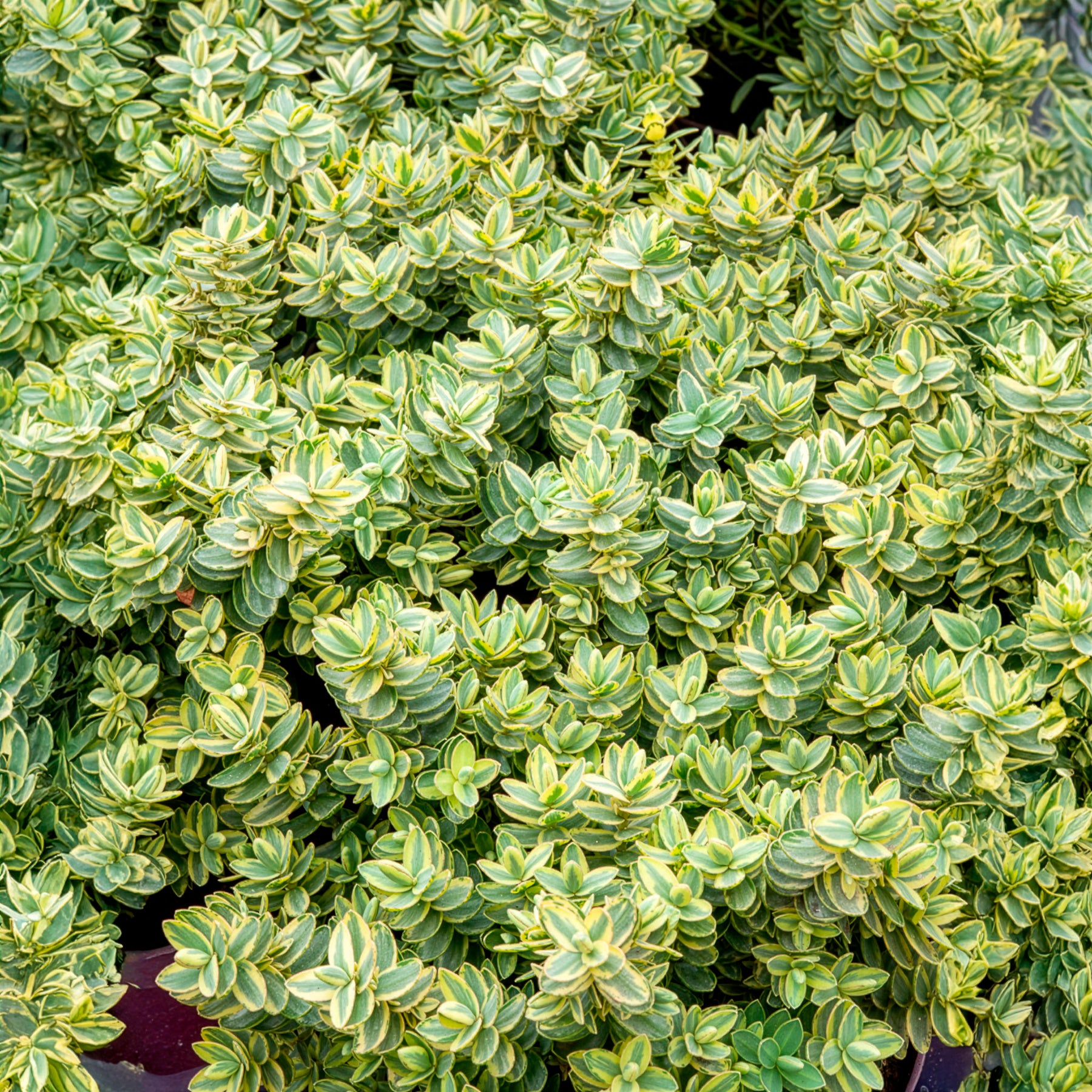 Hebe Silver Dollar - Strauch-Ehrenpreis Silver Dollar - Veronica