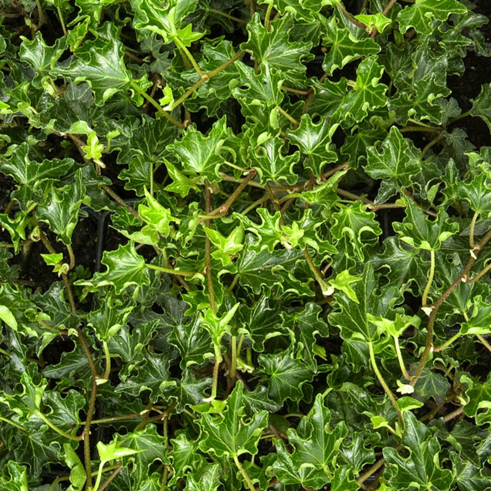 Efeu Ivalace - Hedera helix Ivalace - Bakker