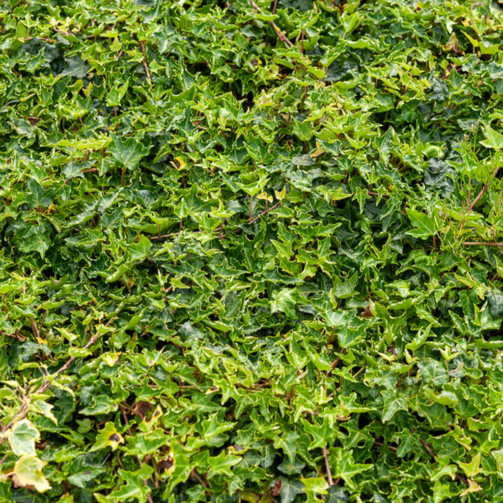 calathea standort badezimmer Kleine Calathea makoyana • feey main image 1