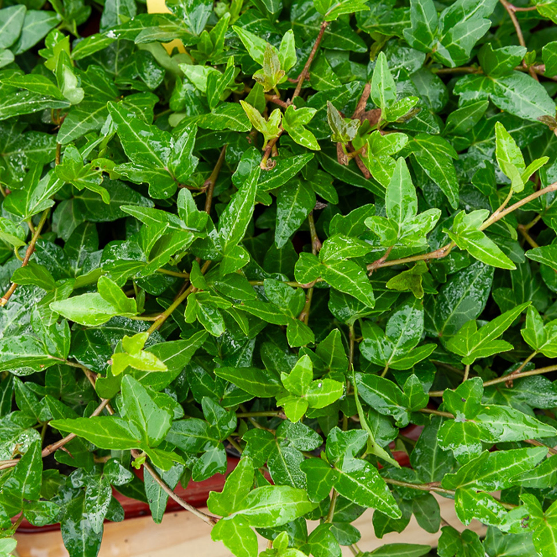Efeu Shamrock - Hedera helix Shamrock