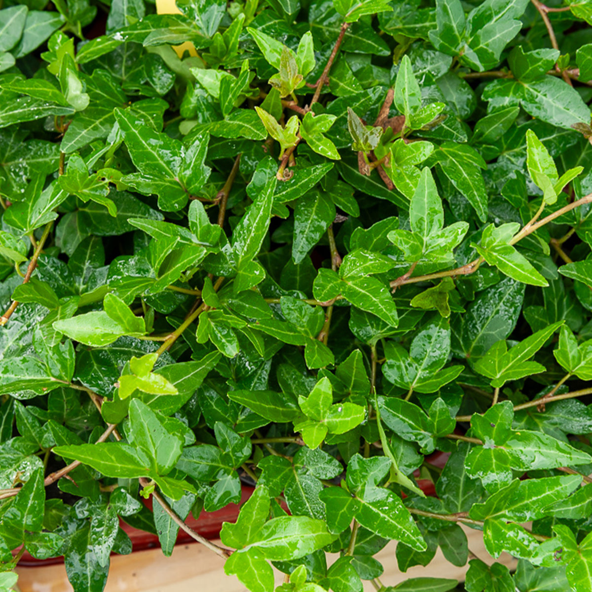 Efeu Shamrock - Hedera helix Shamrock - Bakker