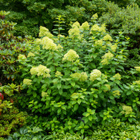 Hydrangea paniculata Limelight ® - Rispen-Hortensie Limelight® - Rispenhortensie