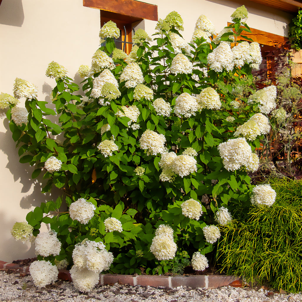 hortensie limelight düngen Rispen-Hortensie Limelight® - Hydrangea paniculata Limelight ®