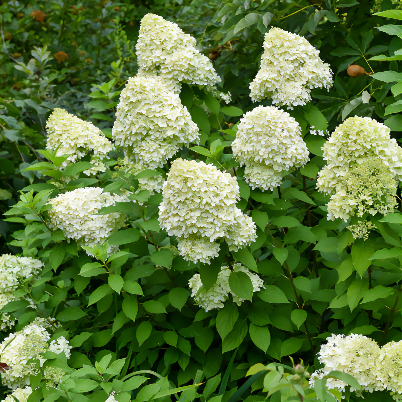 Rispen-Hortensie Limelight® - Hydrangea paniculata Limelight ® - Bakker