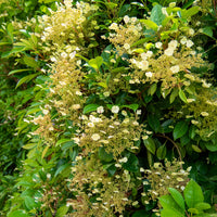 Immergrüne Kletter-Hortensie - Hydrangea seemanii - Bakker