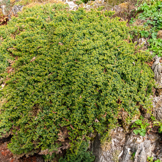 Juniperus procumbens Nana - Zwerg-Wacholder Nana - Bodendecker