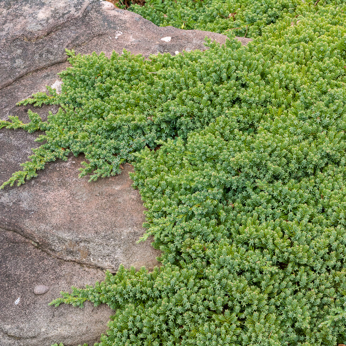 Verkauf Zwerg-Wacholder Nana - Juniperus procumbens Nana