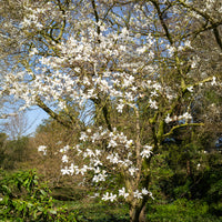 Kobushi-Magnolie - Magnolia kobus - Bakker