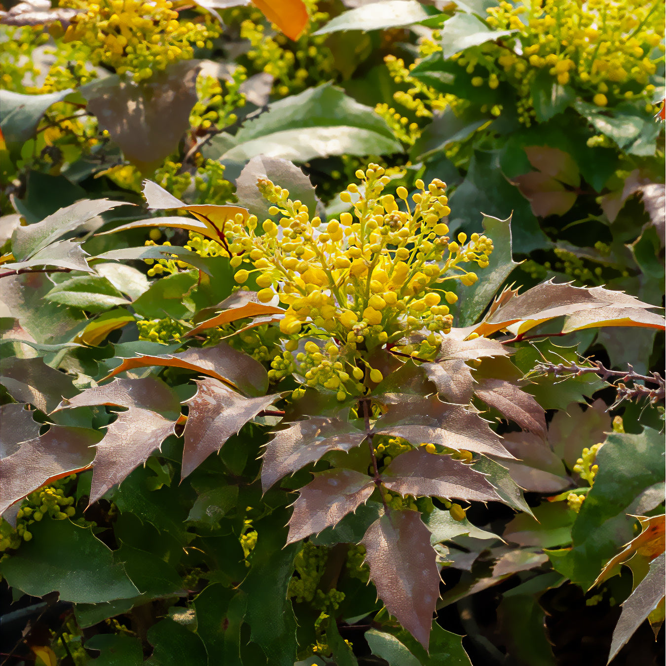 Mahonia aquifolium Apollo - Mahonie Apollo - Mahonie - Mahonia