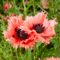 Orientalischer Mohn Forncett Summer - Bakker