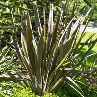 Neuseeländischer Flachs Bronze Baby - Phormium cookianum Bronze Baby - Bakker