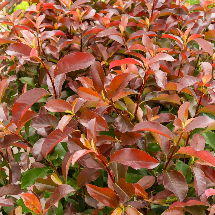 Glanzmispel x fraseri Camilvy - Photinia x fraseri Camilvy - Bakker