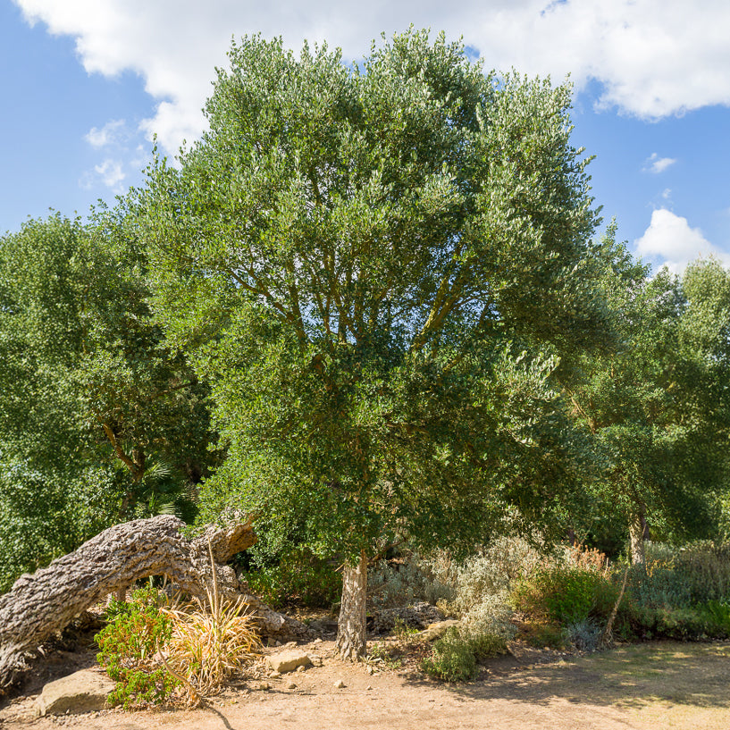 Korkeiche - Quercus suber - Bakker