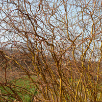 Korkenzieher-Weide - Salix erythroflexuosa - Bakker