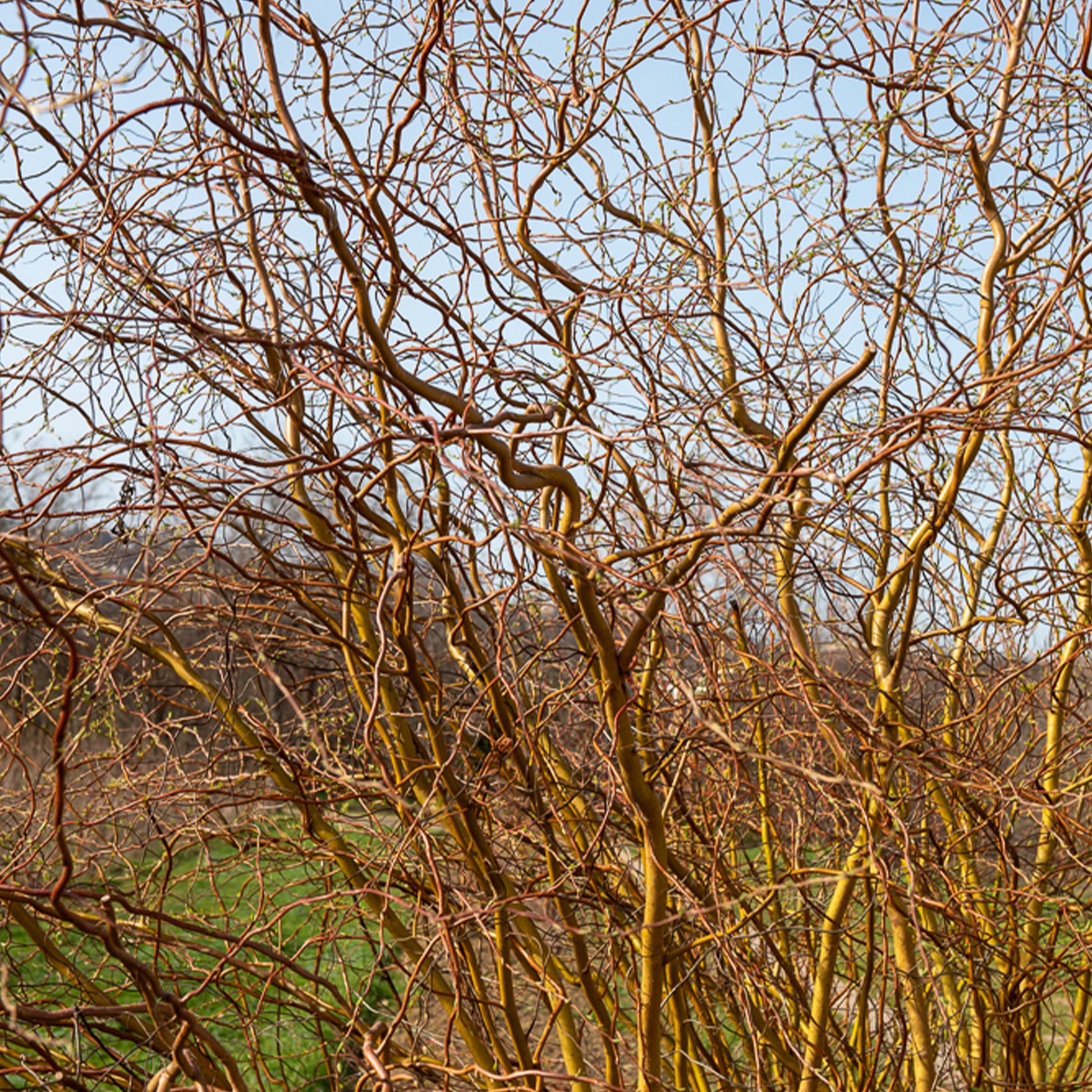 Korkenzieher-Weide - Salix erythroflexuosa - Bakker