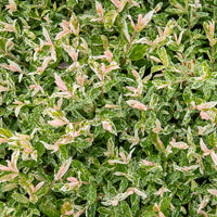 Salix integra Flamingo - Harlekinweide auf Stamm - Flamingo - Weide