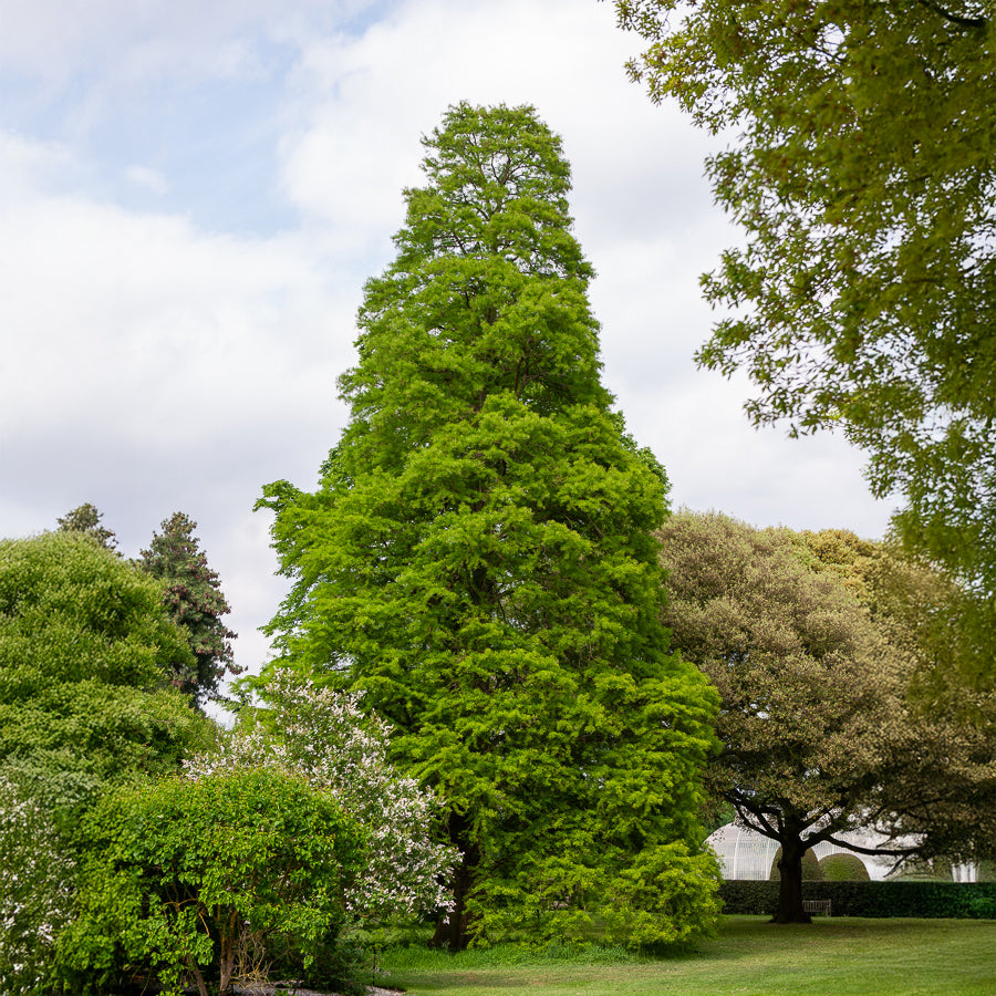 Sumpfzypresse - Taxodium distichum - Bakker