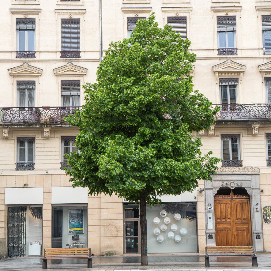 Krim-Linde Euchlora - Tilia europaea Euchlora - Bakker