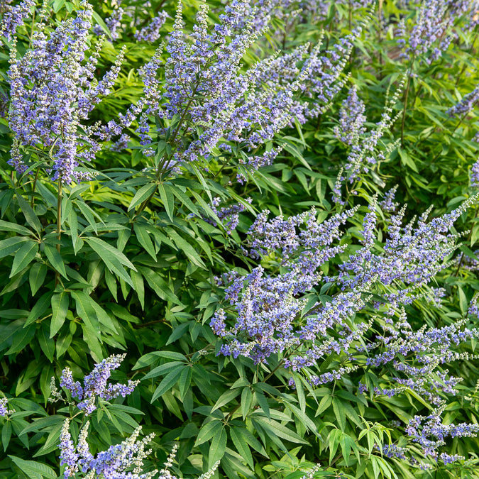 Großblättriger Mönchspfeffer - Vitex agnus-castus Latifolia - Bakker