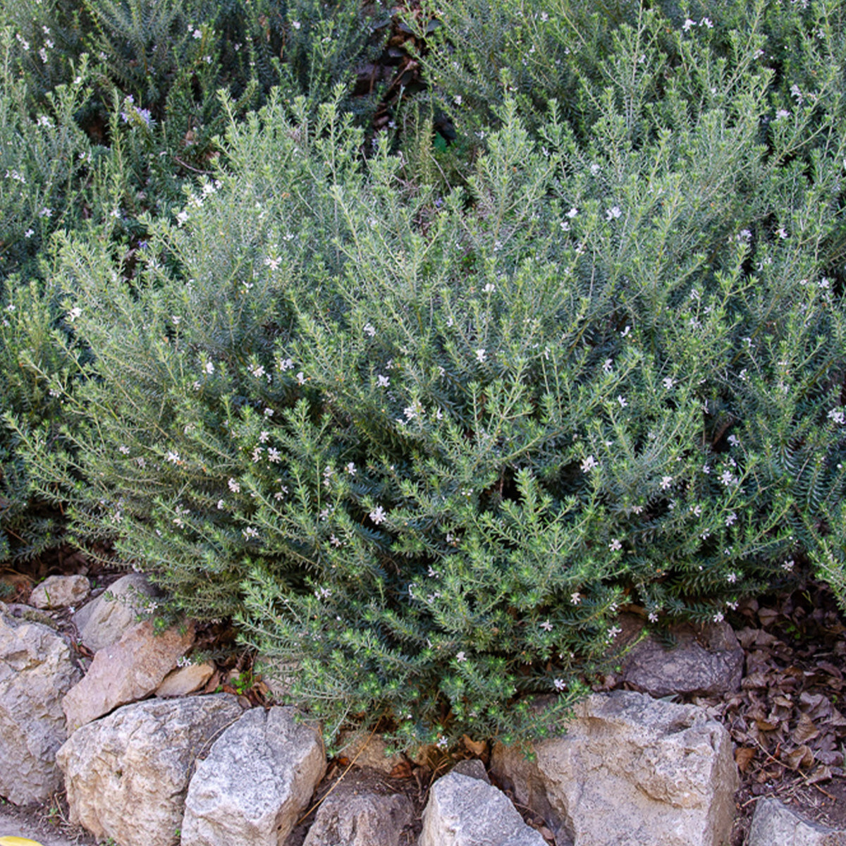 Westringia fruticosa - Australischer Rosmarin - Mediterrane Außenpflanzen
