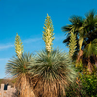 Blauer Yucca - Yucca rostrata - Bakker