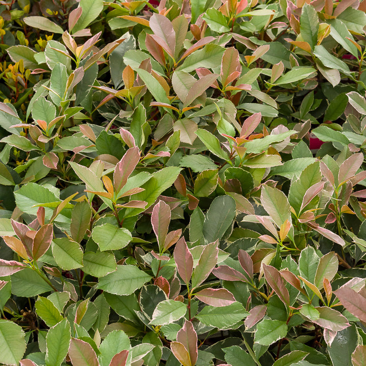 seasalt cornwall plant hunter 2 Seasalt Plant Hunter 2 Raincoat Fig Tree Lino Highland Green RN35822 –  Shirley Allum Boutique main image 0