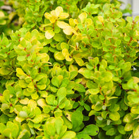 Thunberger Berberitze Golden Rocket - Berberis thunbergii Golden Rocket - Bakker