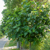 Feige Violette Dauphine - Ficus carica Violette Dauphine - Bakker