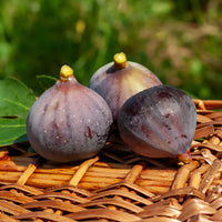 Feige Violette Dauphine - Ficus carica Violette Dauphine - Bakker