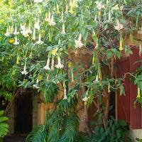 Balkonblumen - Brugmensia - Brugmansia arborea