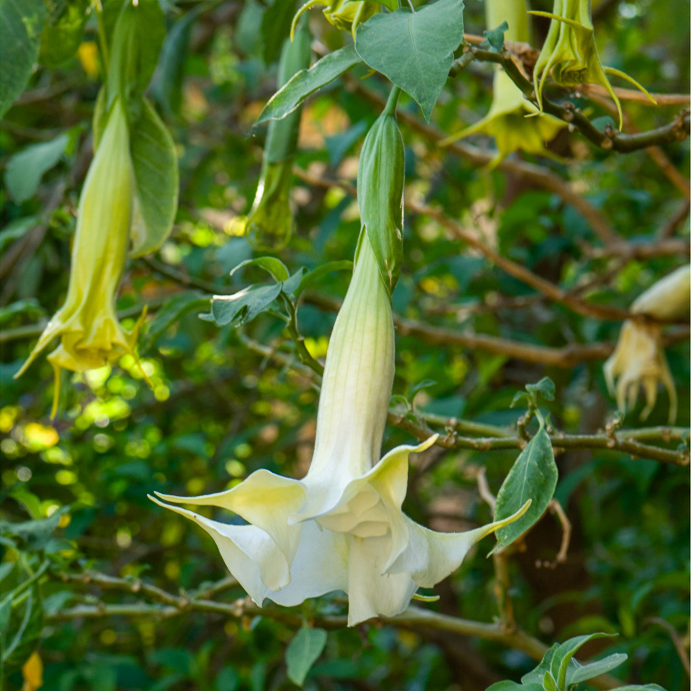 Brugmensia - Brugmansia arborea - Bakker