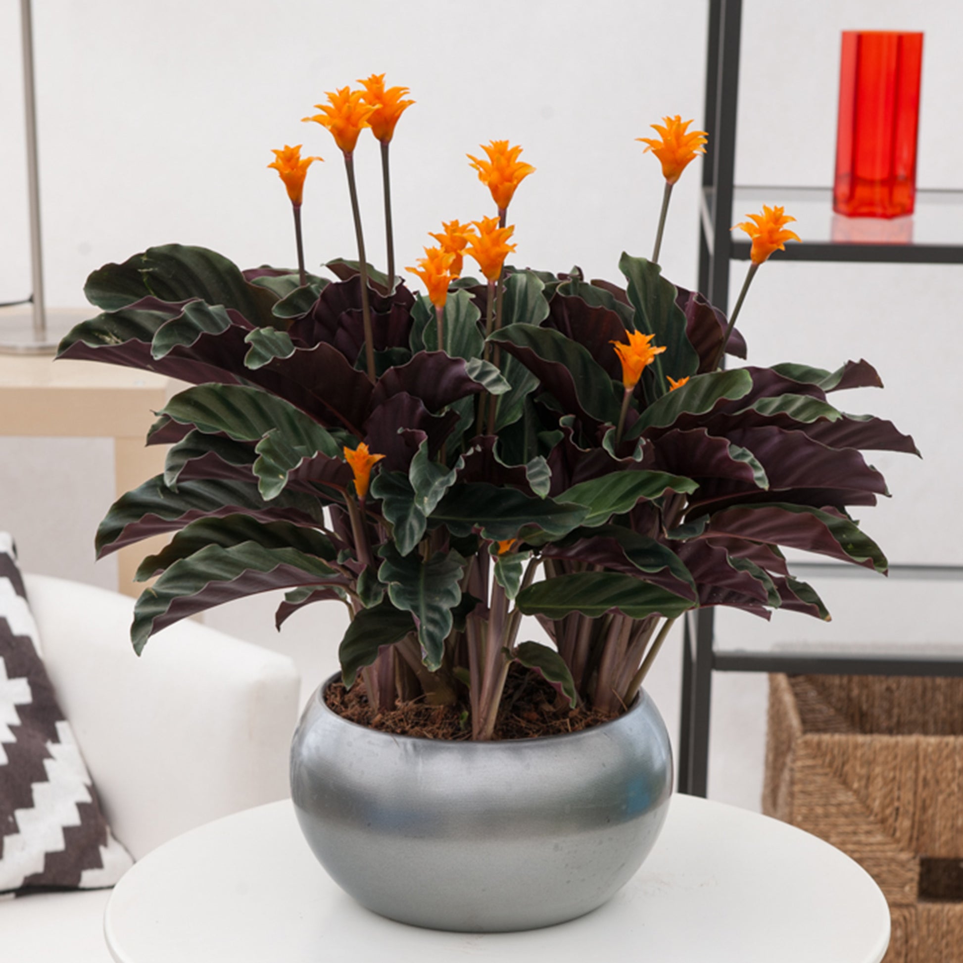  Safran-Korbmarante - Calathea crocata - Bakker