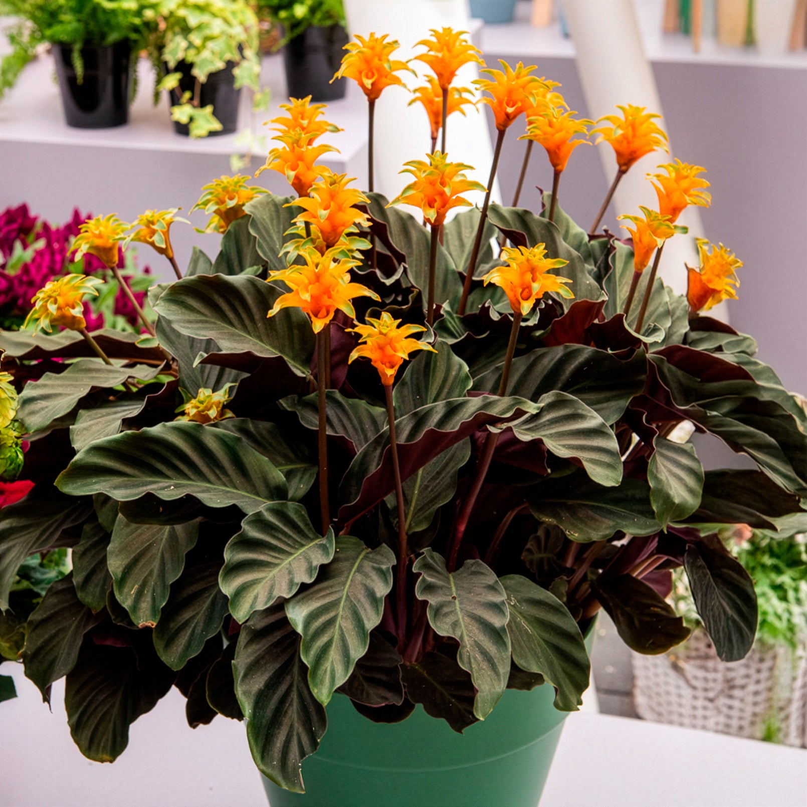 Calathea crocata - Safran-Korbmarante - Calathea