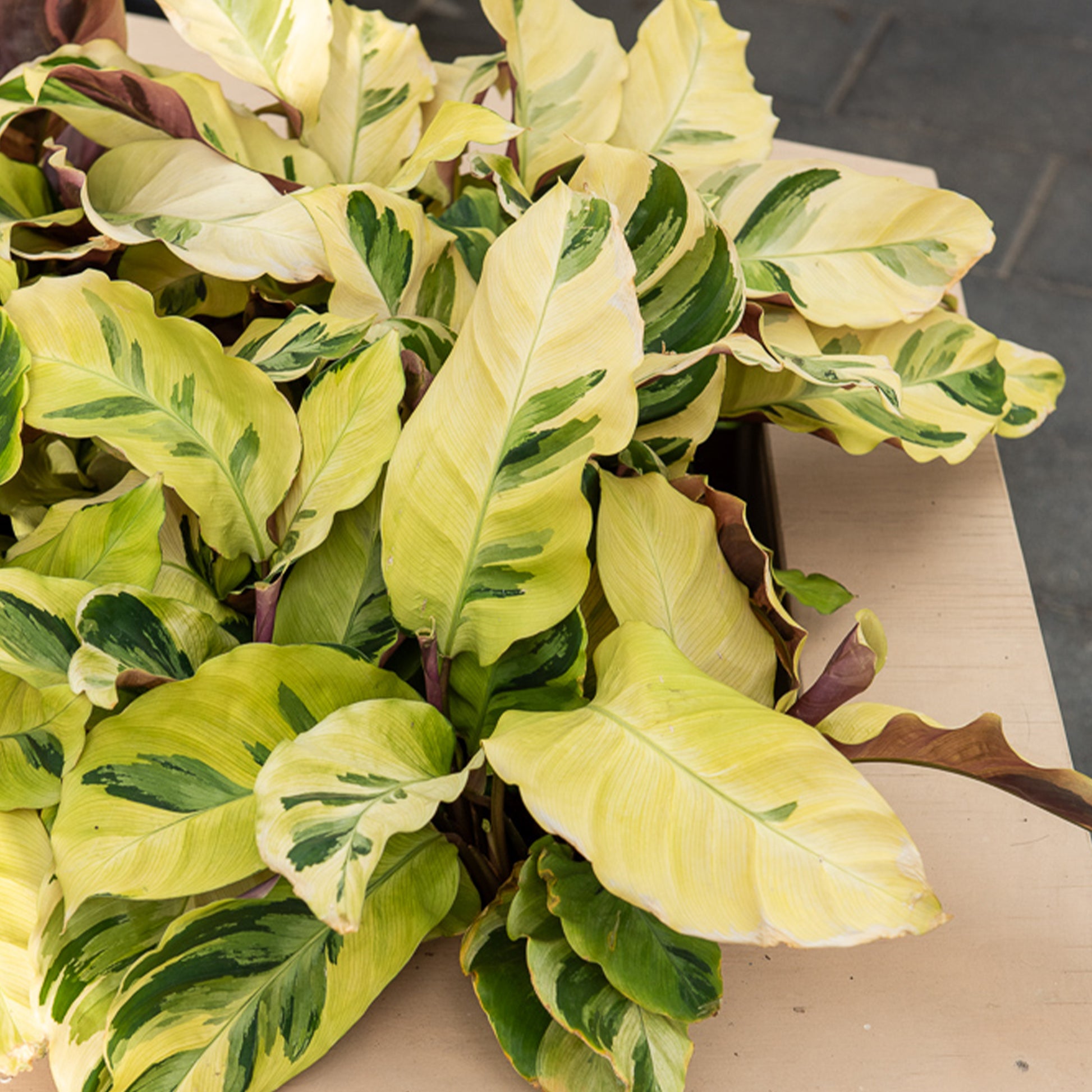 Calathea fusion Yellow/ Pfauenpflanze - Calathea lietzei Yellow Fusion - Bakker