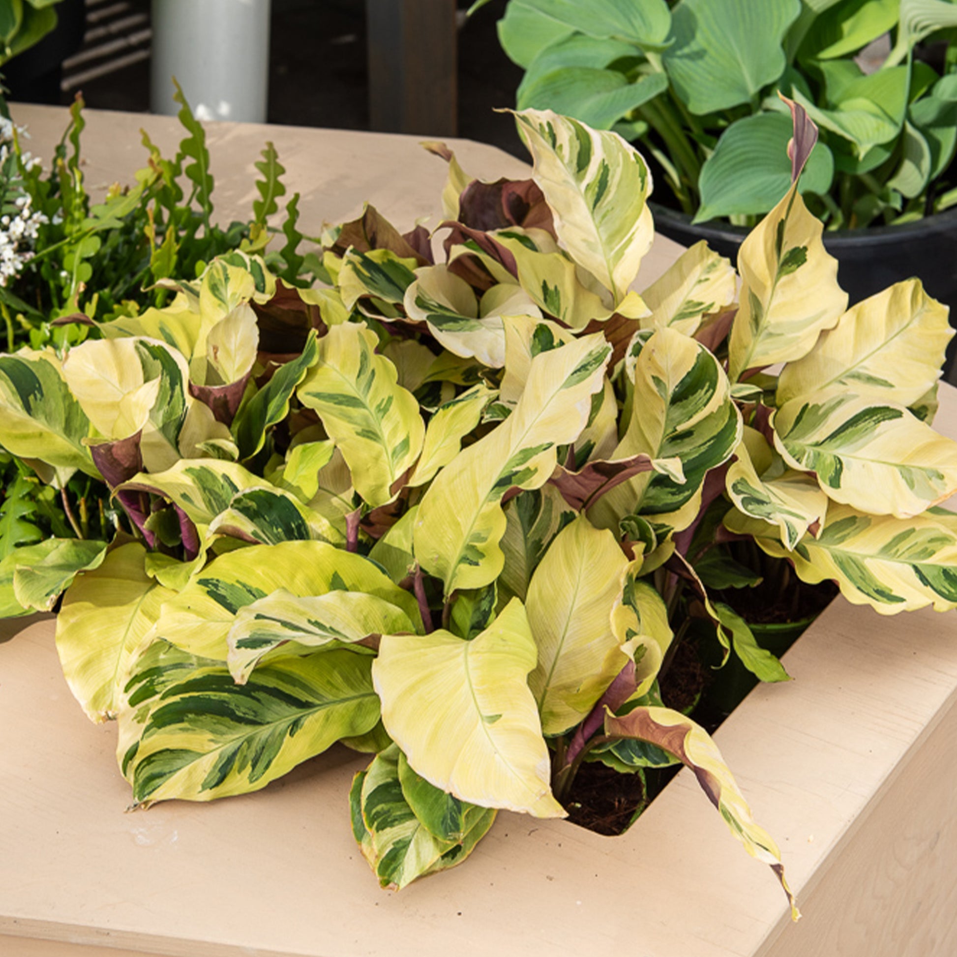 Calathea fusion Yellow/ Pfauenpflanze - Bakker