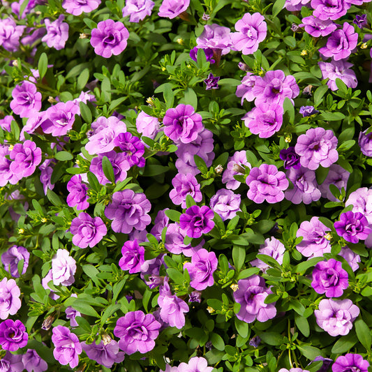 Violette doppelblütige Mini-Petunie  (x3) - Bakker