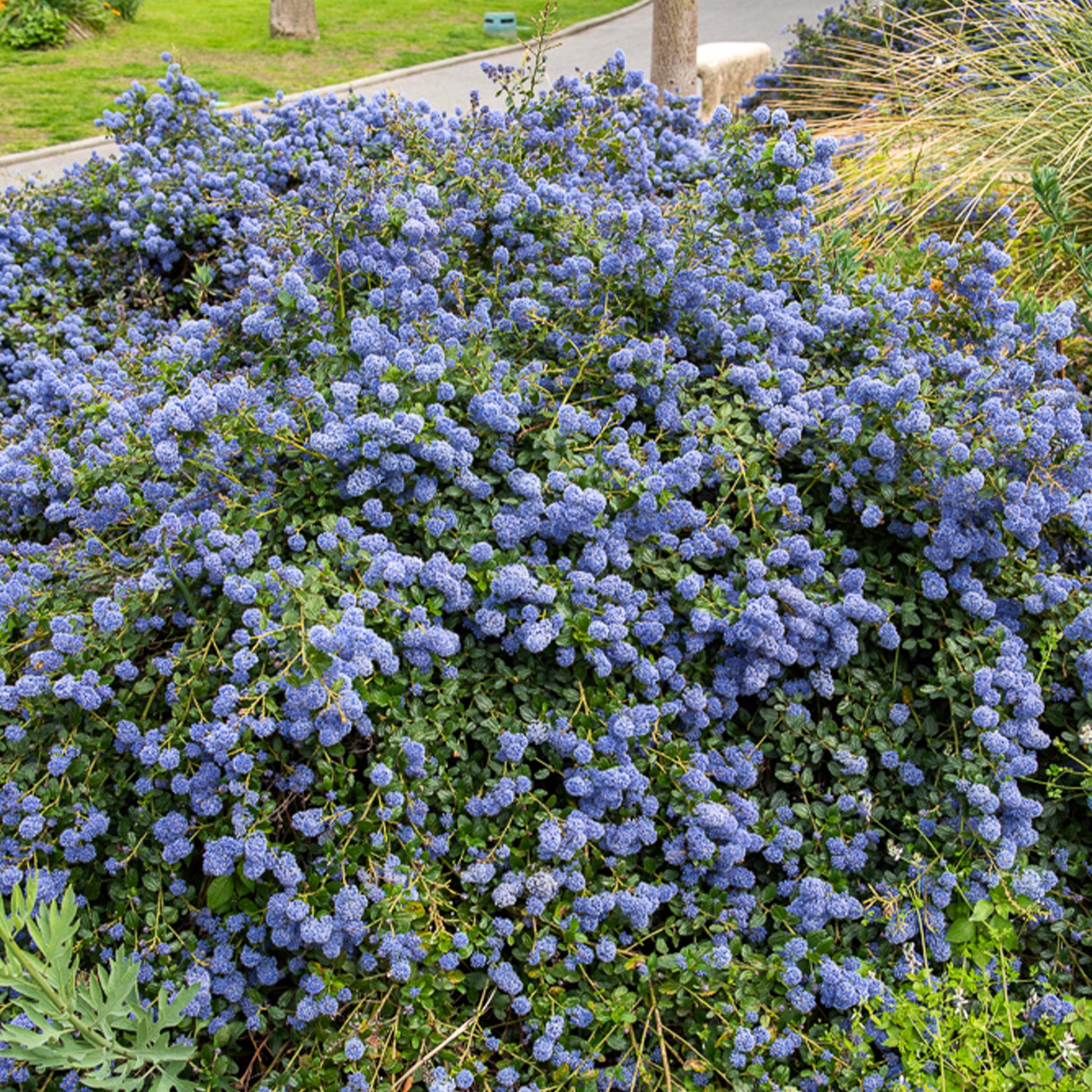 Ceanothus Concha - Säckelblume Concha - Blühende Sträucher